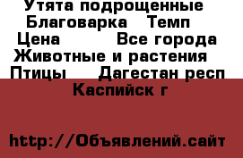 Утята подрощенные “Благоварка“,“Темп“ › Цена ­ 100 - Все города Животные и растения » Птицы   . Дагестан респ.,Каспийск г.